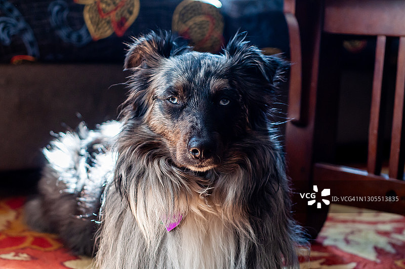 澳大利亚牧羊犬图片素材