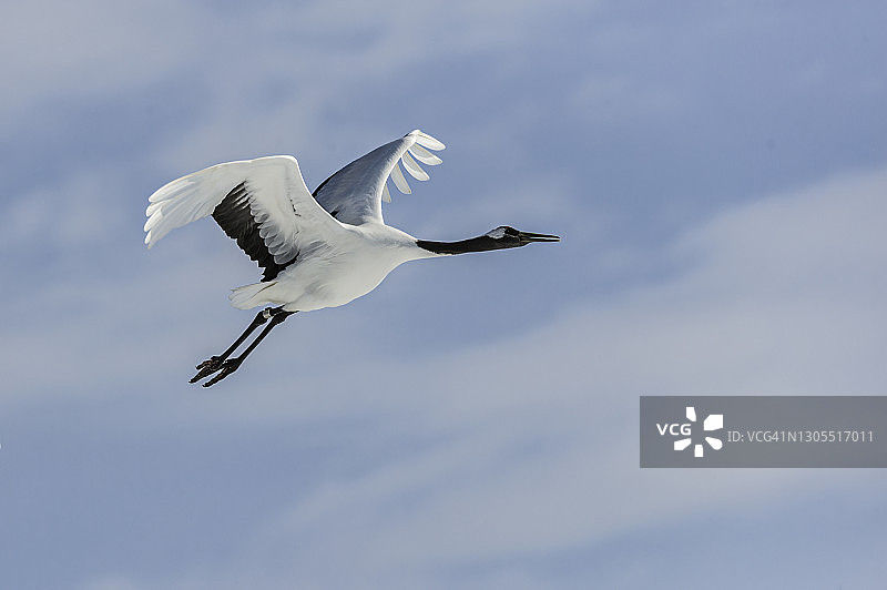 丹顶鹤（Grus japonensis），又称日本鹤或满洲鹤，是世界第二稀有的鹤类，也是最濒危的鸟类之一。拍摄于日本北海道阿寒鹤中心，飞行中图片素材
