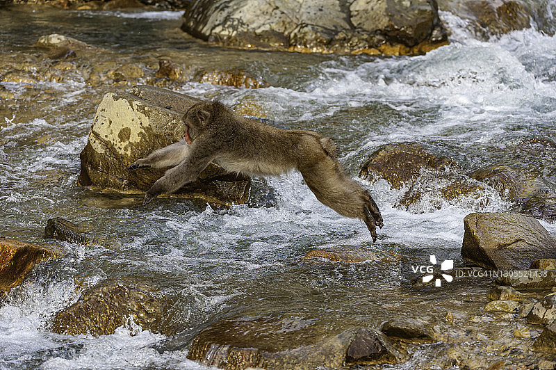 日本猕猴：雪猴，栖息于日本本州山区，冬季雪景，地狱谷猴园图片素材
