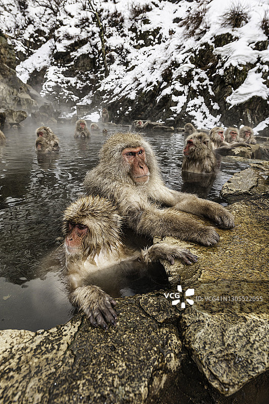 日本猕猴：雪猴，栖息于日本本州山区，冬季雪景，地狱谷猴园图片素材