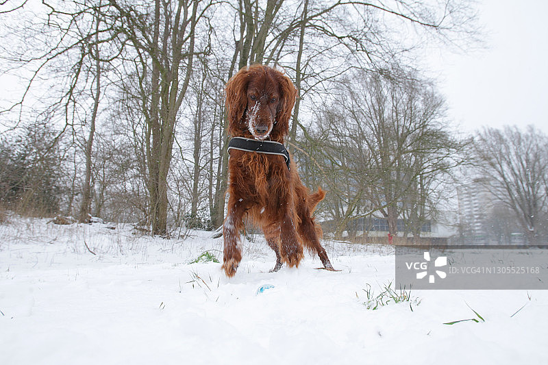 荷兰阿姆斯特丹的爱尔兰雪达犬图片素材