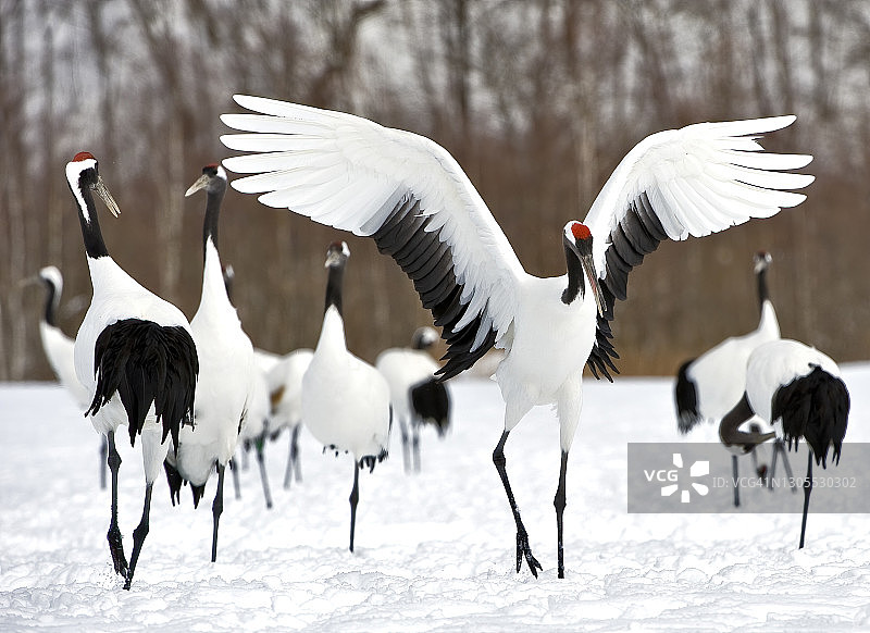 丹顶鹤：一种大型鹤，世界第二稀有图片素材