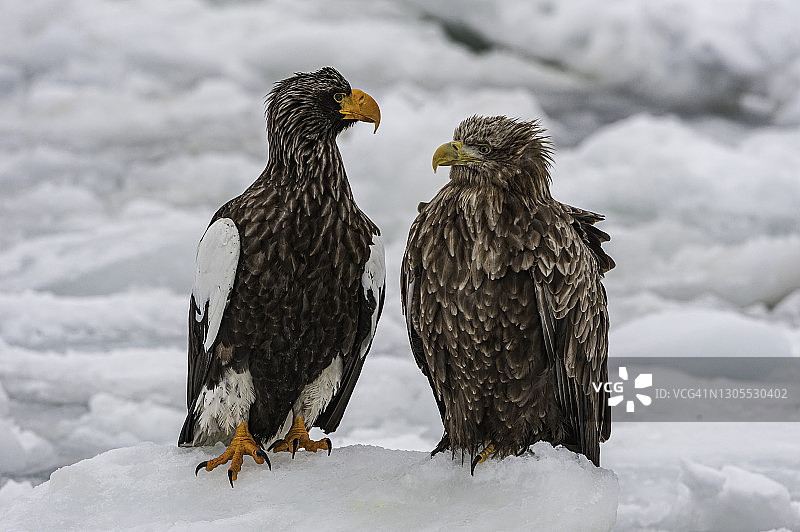 白尾海雕和虎头海雕，位于日本北海道鄂霍次克海上，冰面上。图片素材