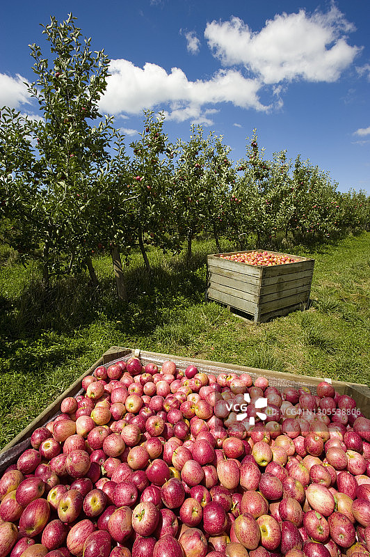 刚收获的有机苹果图片素材