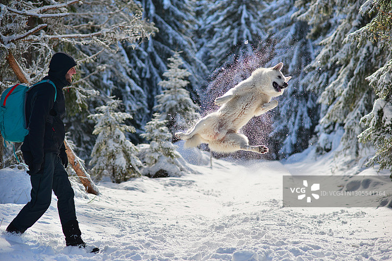 男人和莱卡犬在雪地里玩耍图片素材
