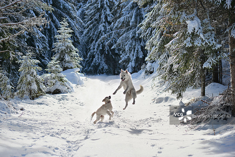 两只在雪地里玩耍的白色小狗图片素材