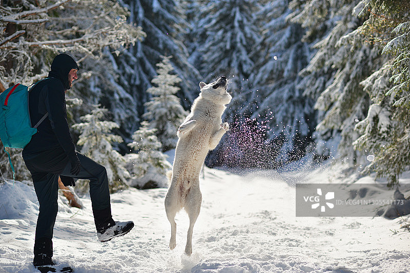 男人和莱卡犬在雪地里玩耍图片素材