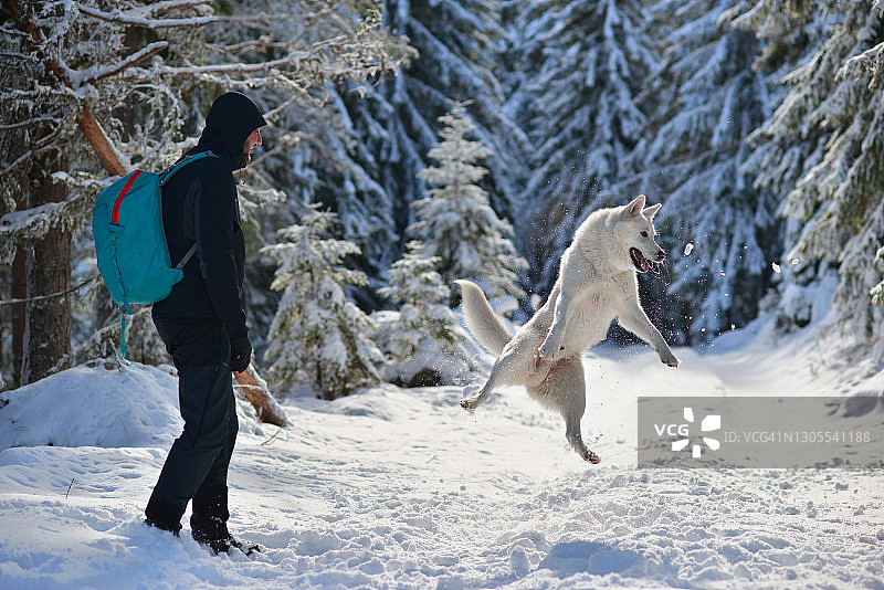 男人和莱卡犬在雪地里玩耍图片素材