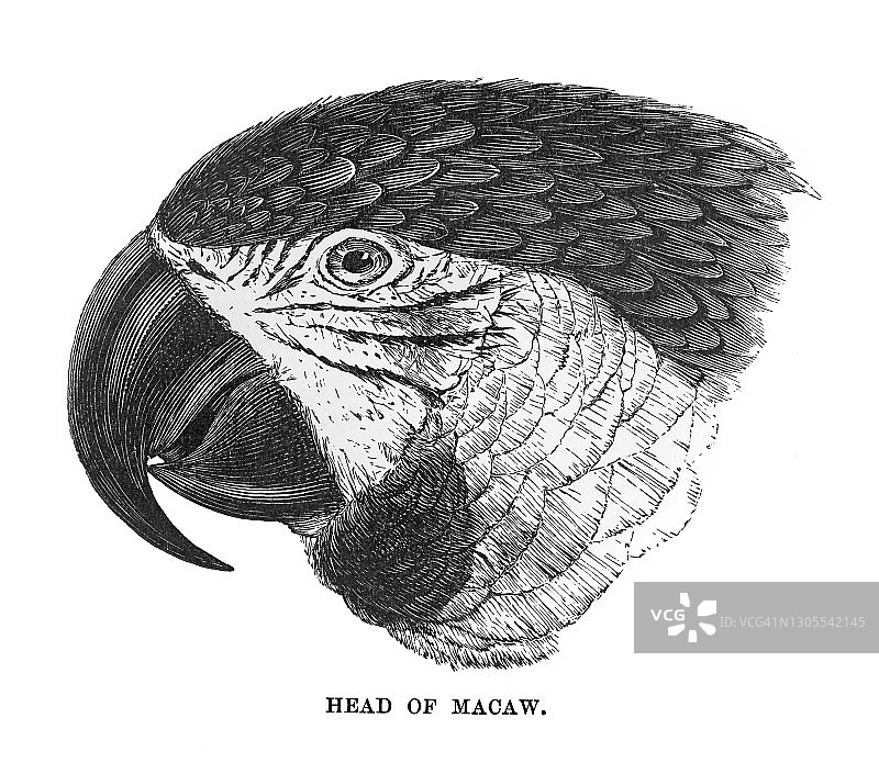 金刚鹦鹉头部复古雕刻插图图片素材
