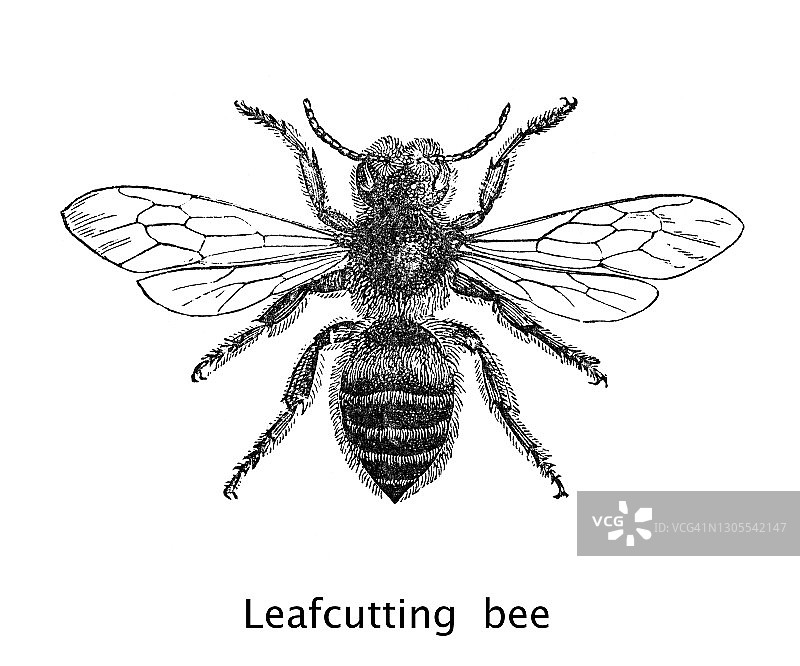 切叶蜂古老雕刻插图图片素材