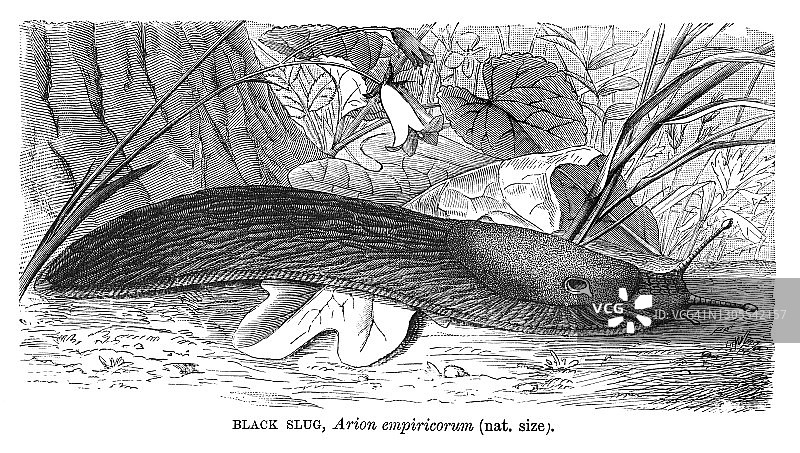 黑色蛞蝓古老雕刻插图图片素材