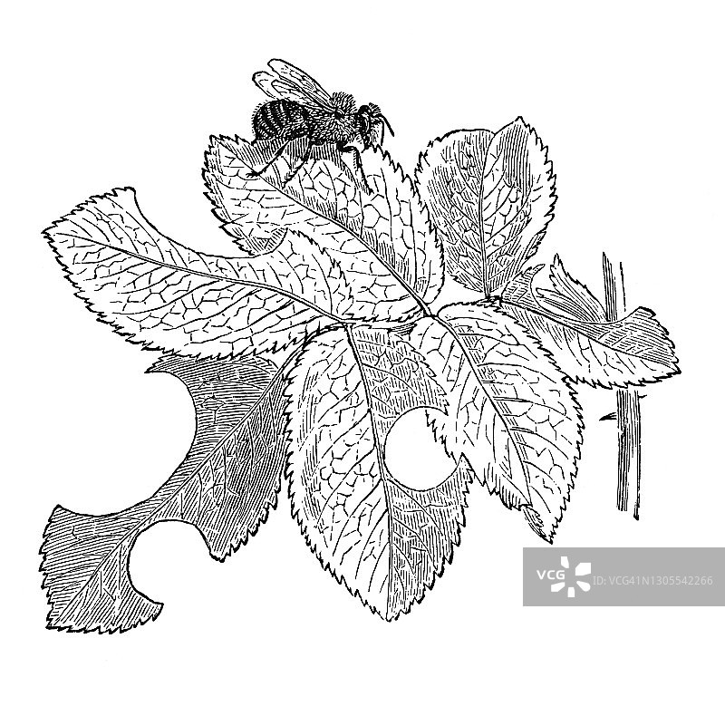 切叶蜂古老雕刻插图图片素材