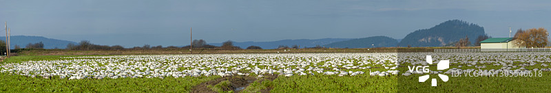 在华盛顿州斯卡吉特河谷冬季家园中迁徙的雪雁图片素材