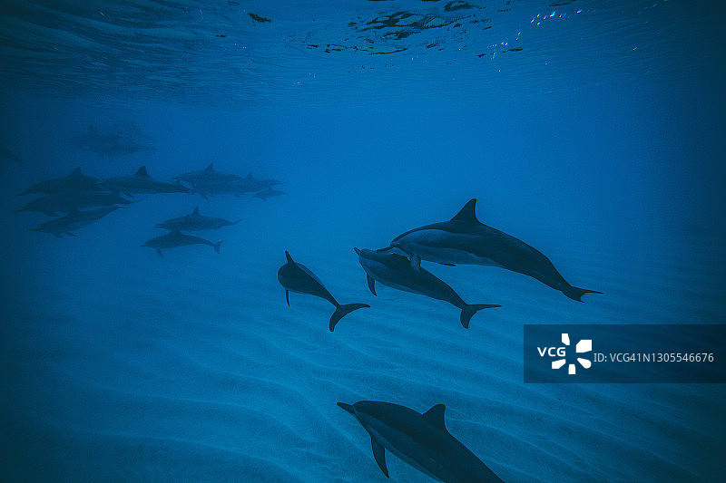 在太平洋中成群游泳的海豚图片素材