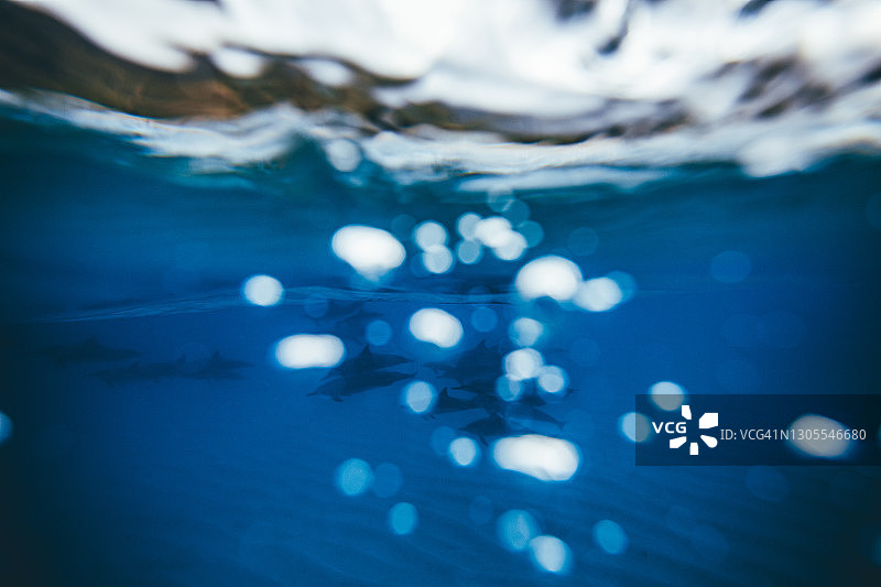 在太平洋中成群游泳的海豚图片素材