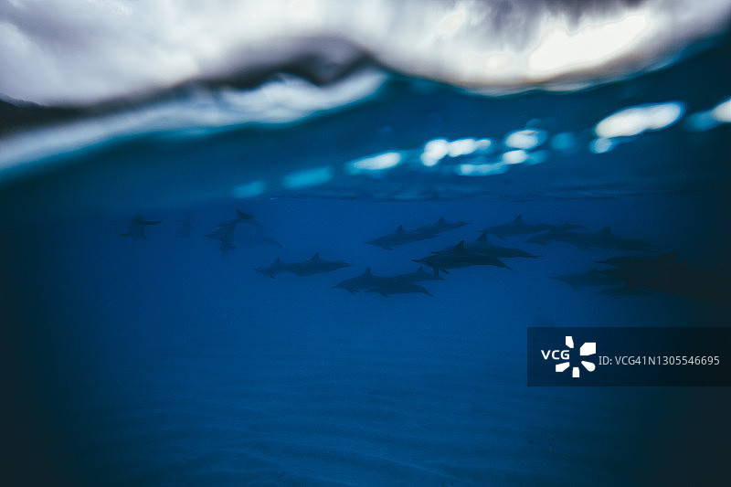 成群结队游泳的海豚图片素材