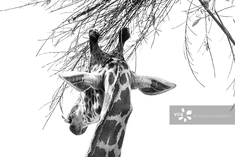 长颈鹿啃食树叶图片素材