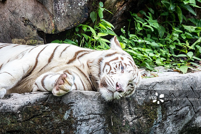 白天在地上休息的迷人白虎图片素材