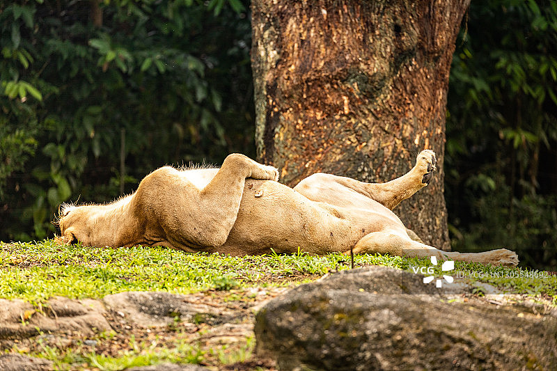 母狮在阳光下小憩图片素材