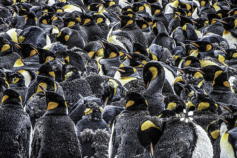 南乔治亚群岛的国王企鹅群图片素材