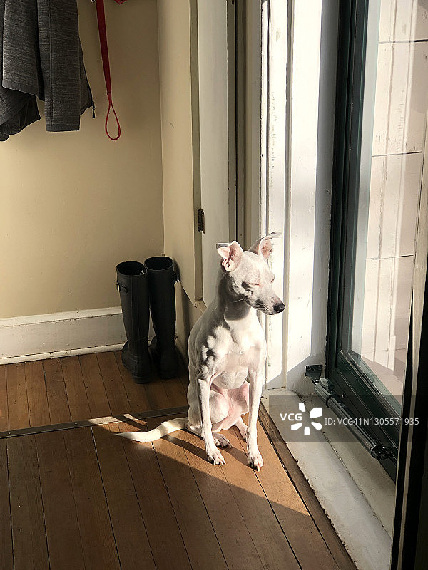 沐浴在阳光下的小白狗图片素材