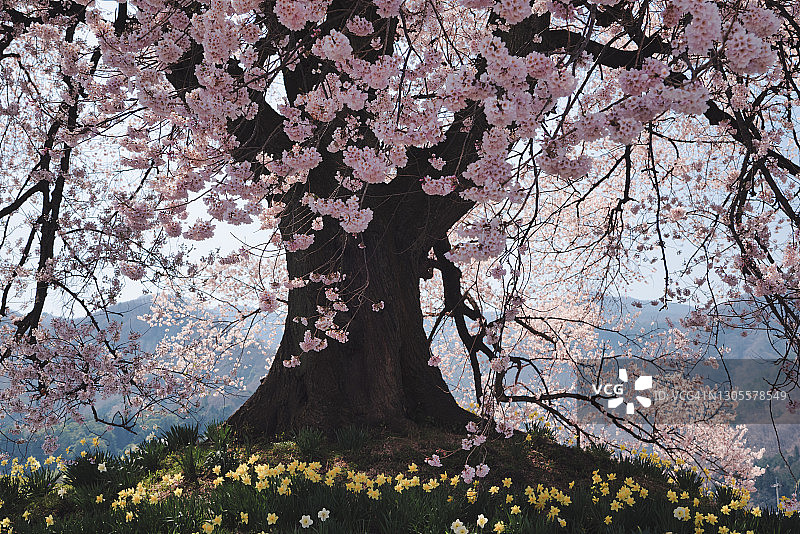 盛开的樱桃树图片素材