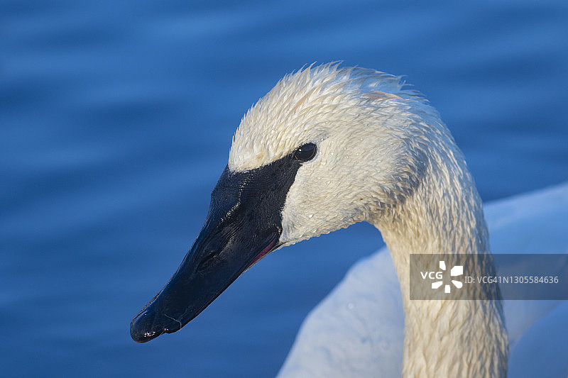 阳光明媚的池塘里的大号天鹅图片素材