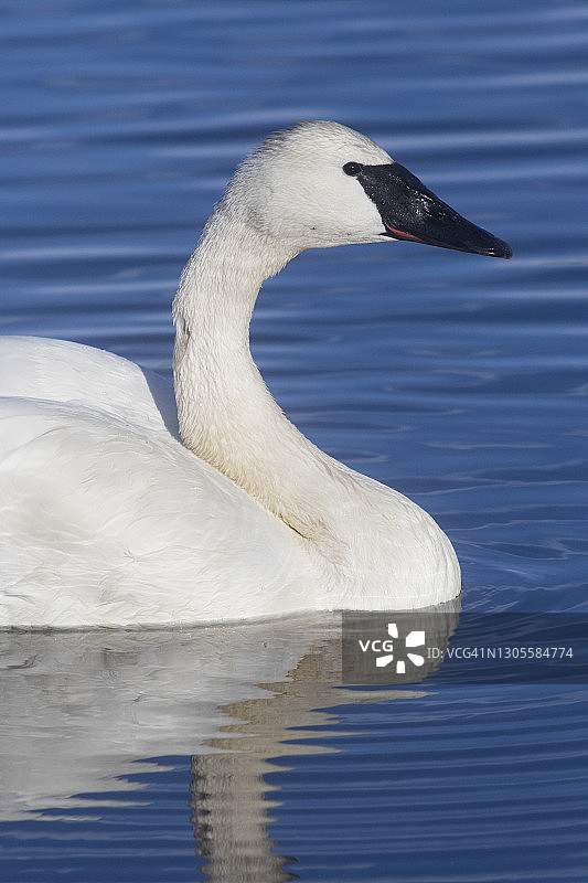 阳光明媚的池塘里的大号天鹅图片素材