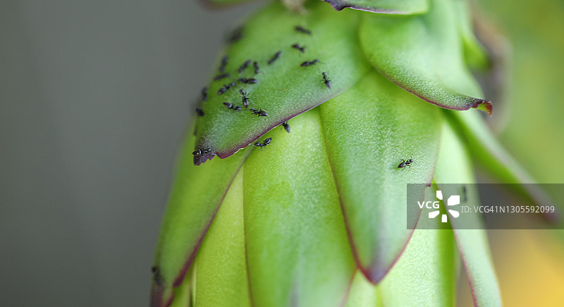 仙人掌的一部分图片素材
