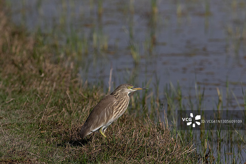 印度池鹭图片素材