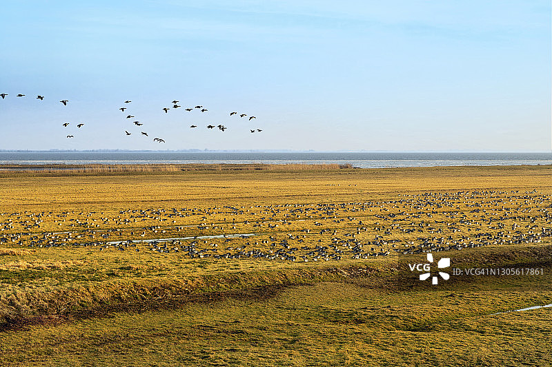 在艾瑟尔湖畔觅食的白额黑雁，荷兰北荷兰省图片素材