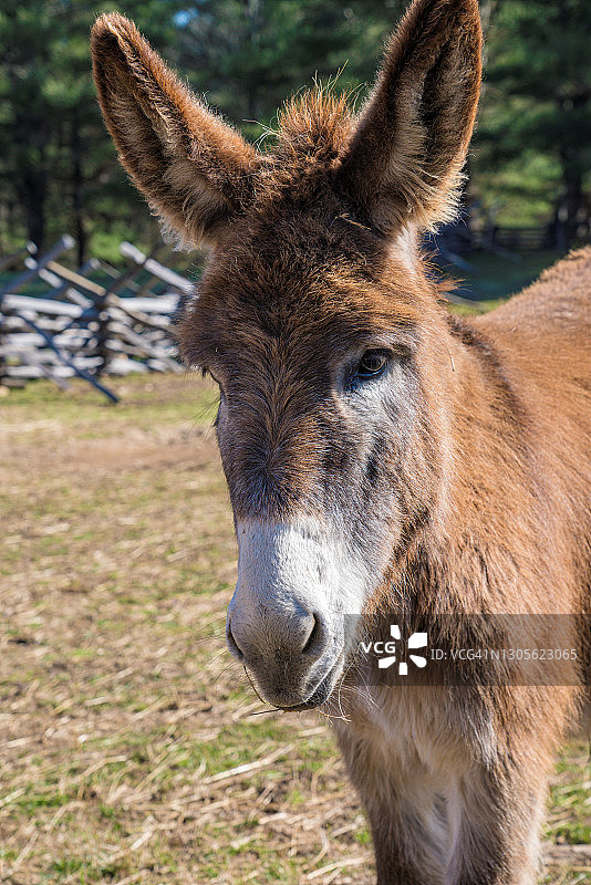 顽皮的驴特写图片素材
