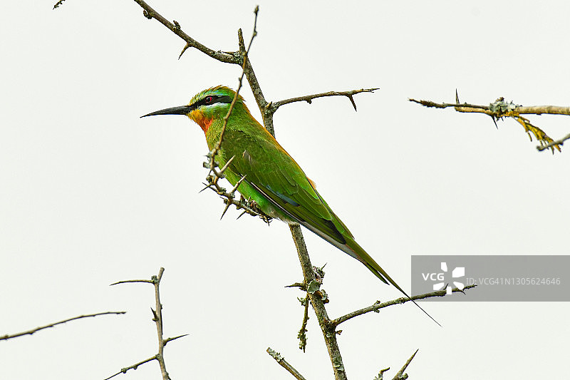 蓝颊蜂虎图片素材