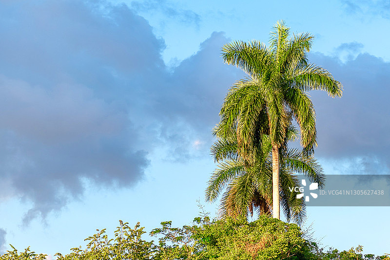 古巴王棕榈树图片素材