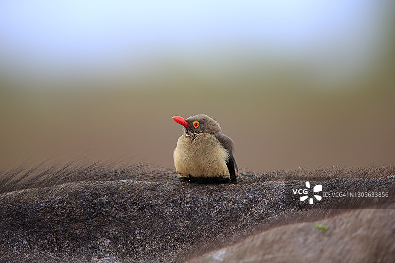红嘴牛椋鸟，在宿主动物身上，共生关系，克鲁格国家公园，南非，非洲图片素材