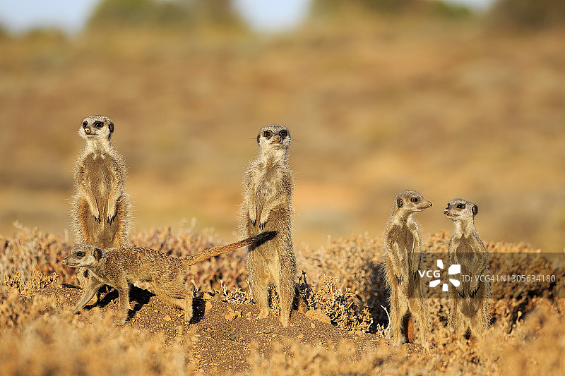 猫鼬成群站立，保持警惕，南非西开普省奥茨胡恩图片素材