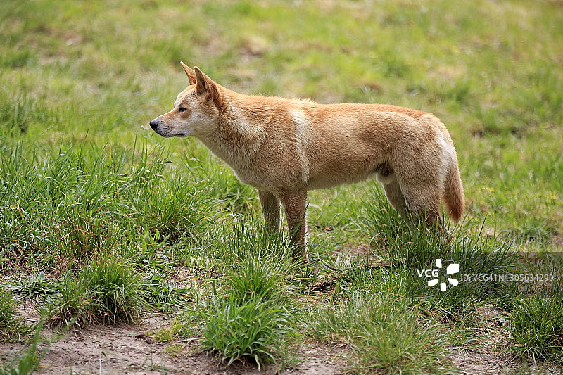 澳洲维多利亚州吉普斯兰菲利普岛成年澳洲野犬图片素材