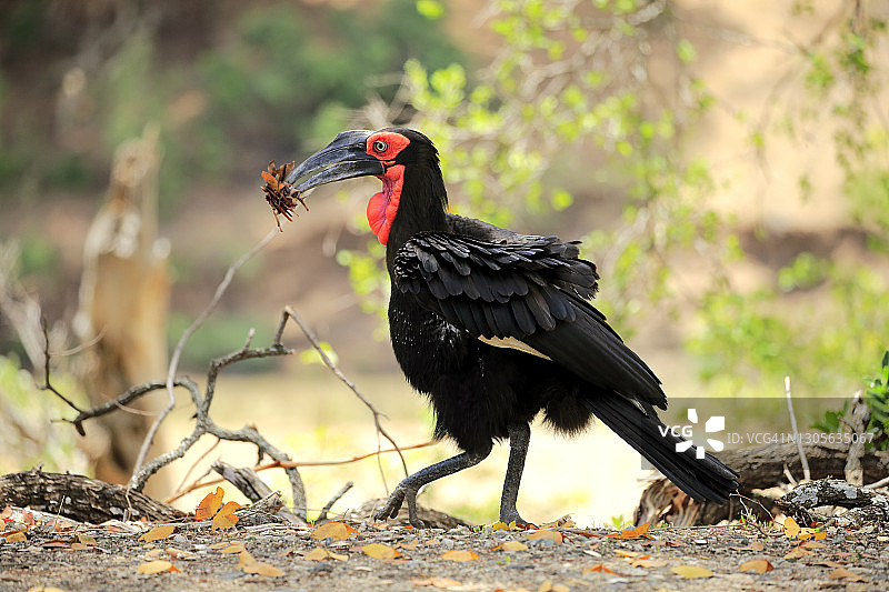 南部地犀鸟，成年个体携带猎物行走，克鲁格国家公园，南非图片素材