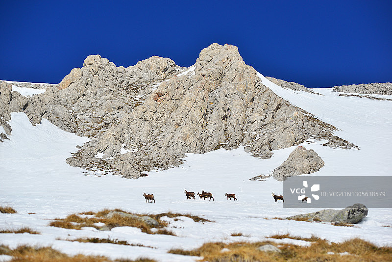 雪山山脊上的野山羊群图片素材