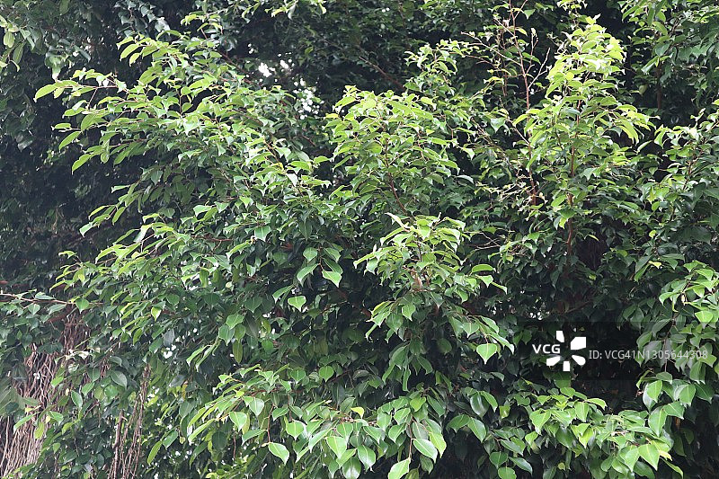 树叶全画幅照片图片素材