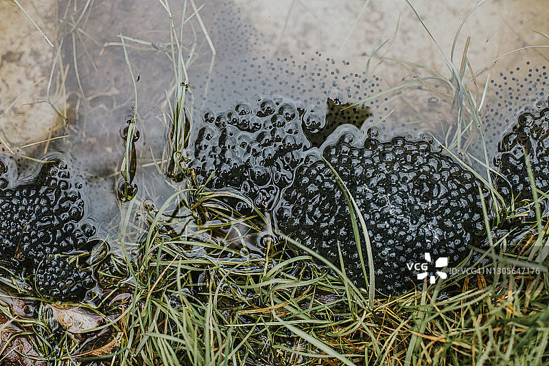 浅水池塘中的青蛙卵图片素材