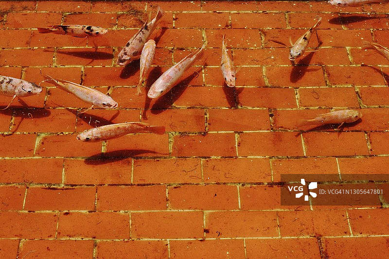 高角度的锦鲤鱼在池塘图片素材