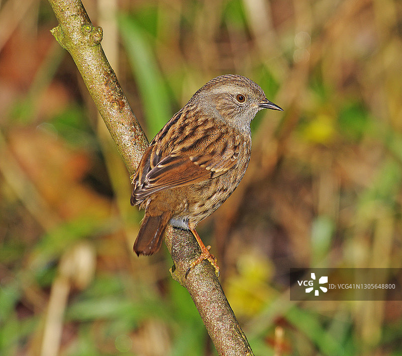 山噪鹛图片素材