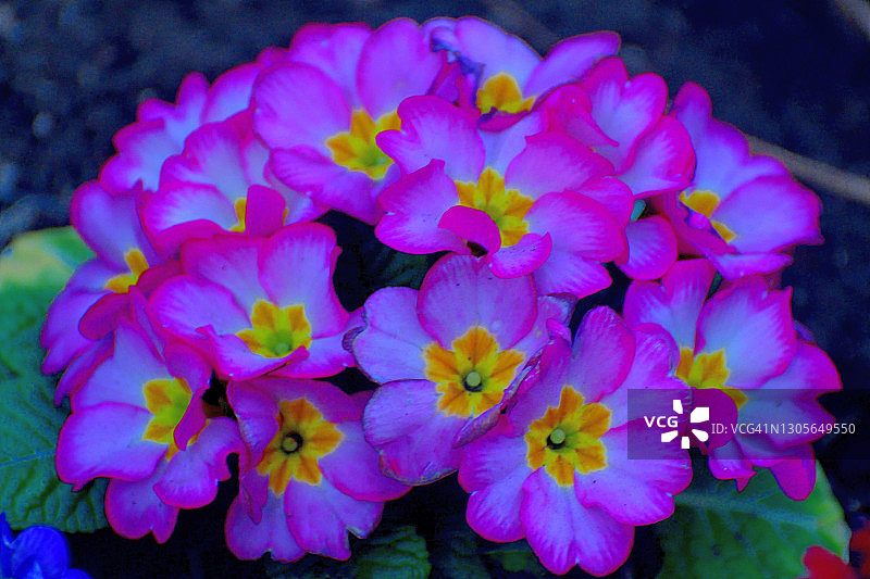 报春花图片素材