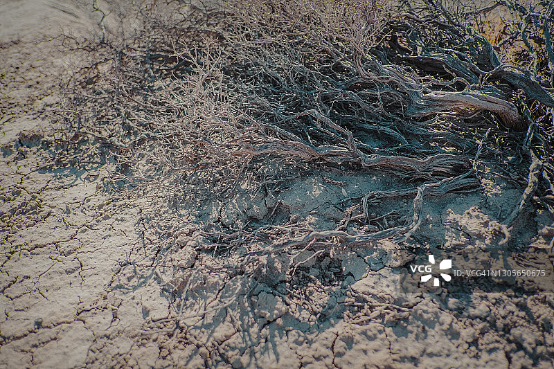 阿根廷巴塔哥尼亚沙漠中的干燥灌木图片素材