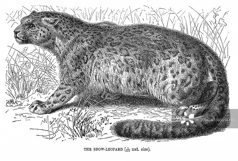 老式版画：雪豹图片素材