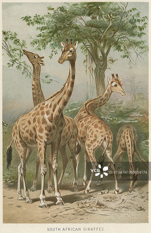 古老的彩色石印插图：南非长颈鹿图片素材