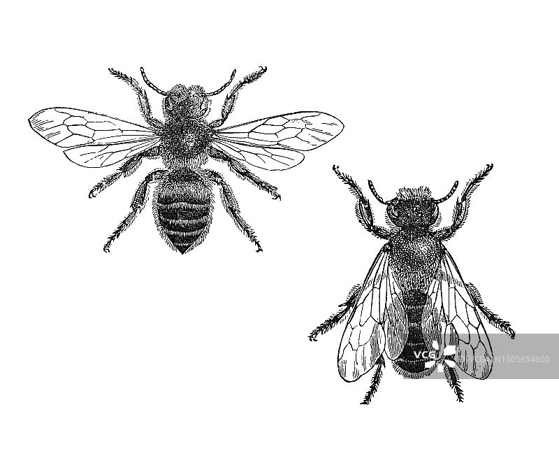 切叶蜂古老雕刻插图图片素材