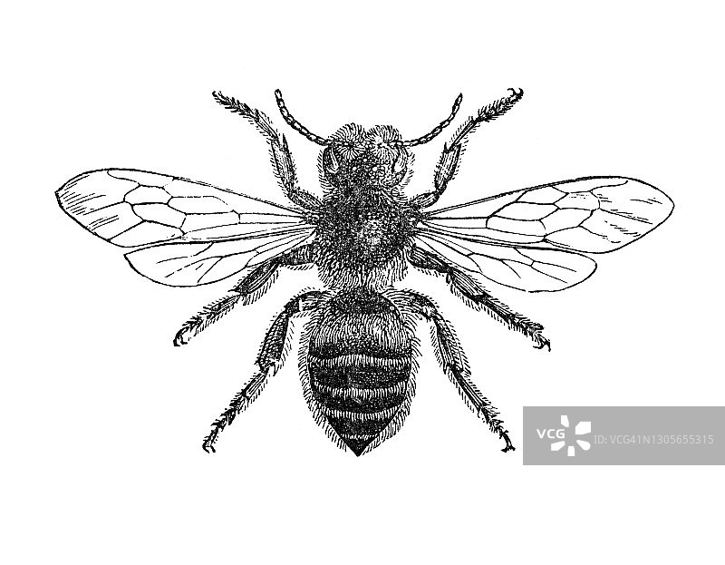切叶蜂古老雕刻插图图片素材
