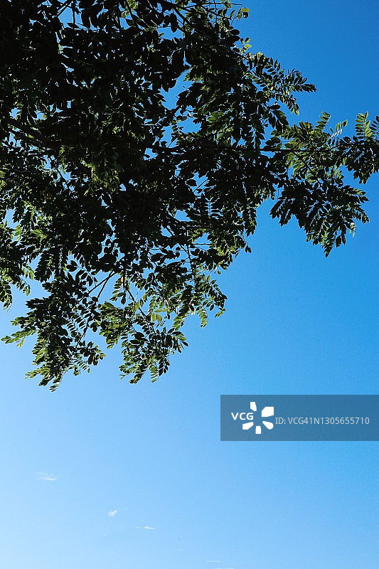 树叶的仰视角度照片图片素材